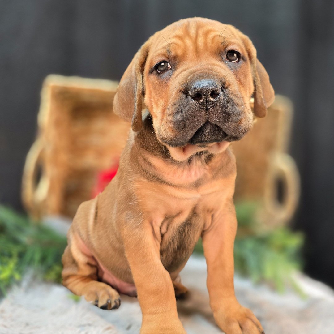 Gentle fawn Cane Corso puppy suitable for a family home