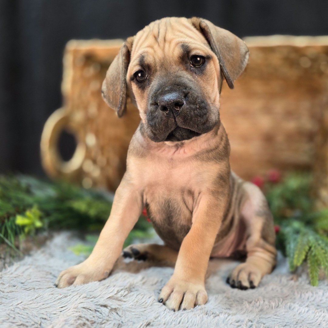 Fawn Cane Corso puppy Enzo