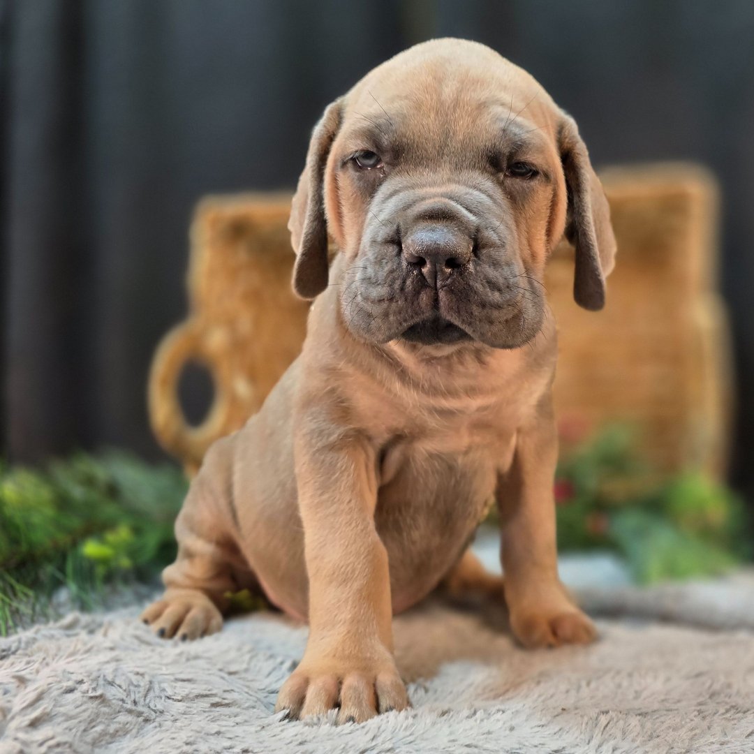 Fawn Cane Corso puppy