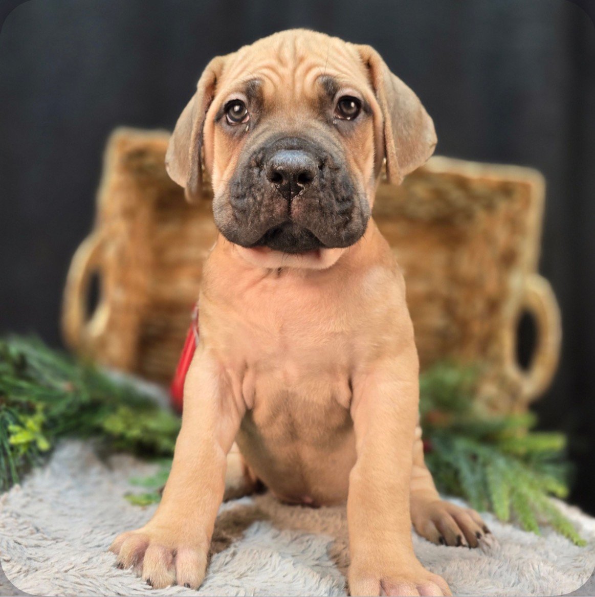 Fawn Cane Corso puppy in good condition