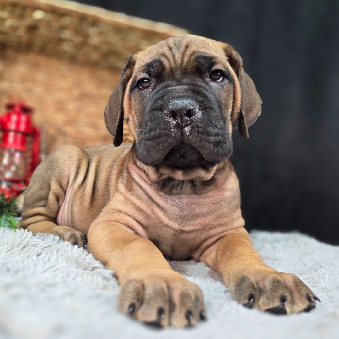 Fawn Cane Corso puppy looking forward