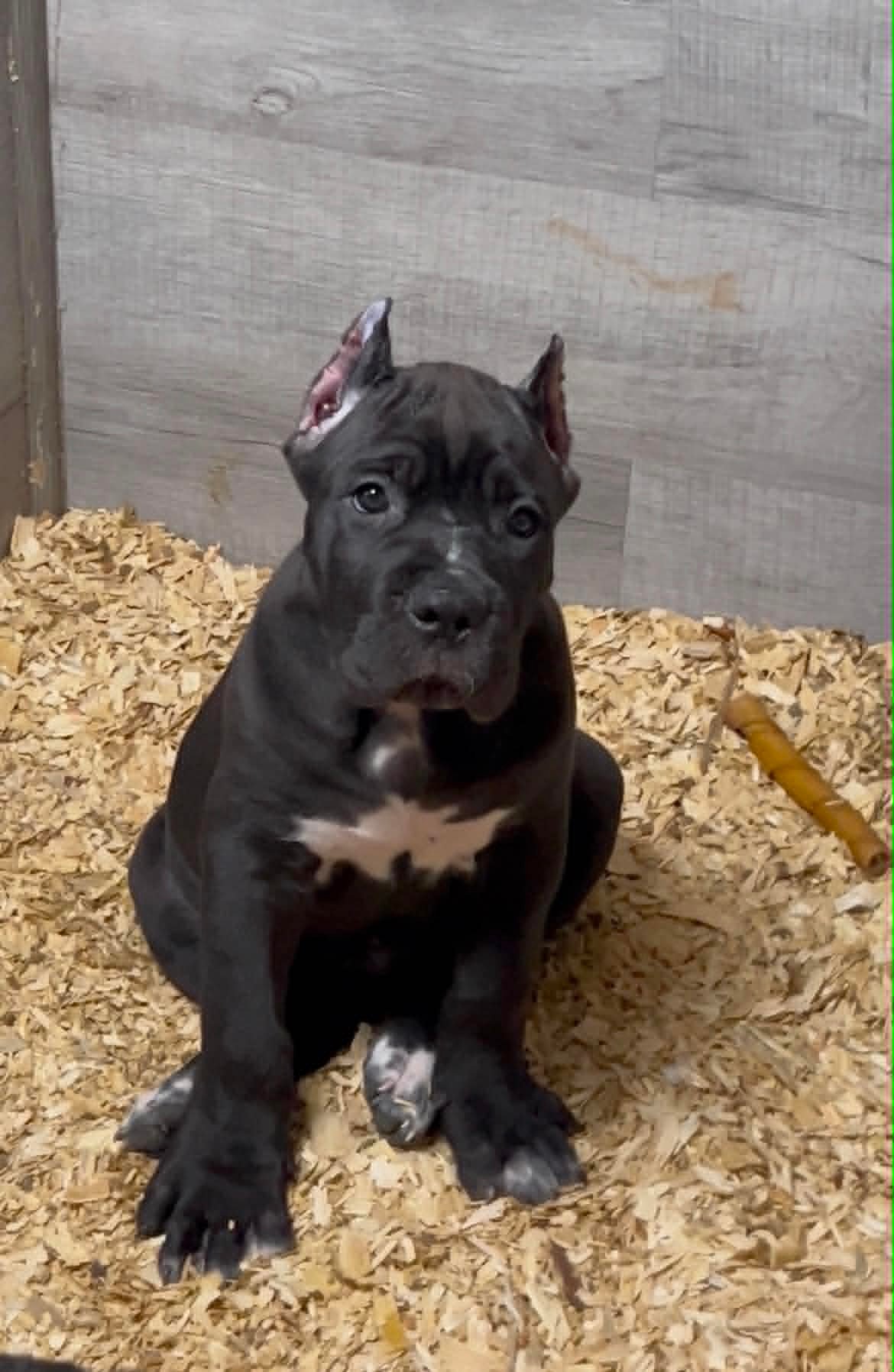 Black Cane Corso puppy standing alert