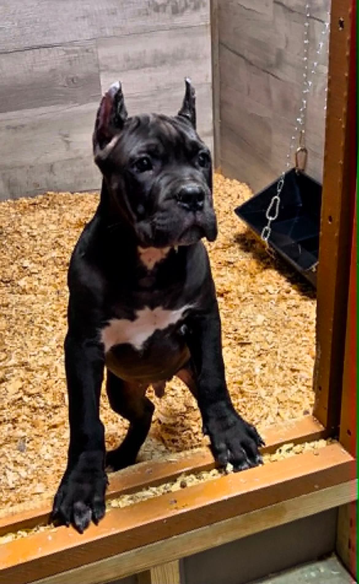 Hero, an available black Cane Corso male ready to go home