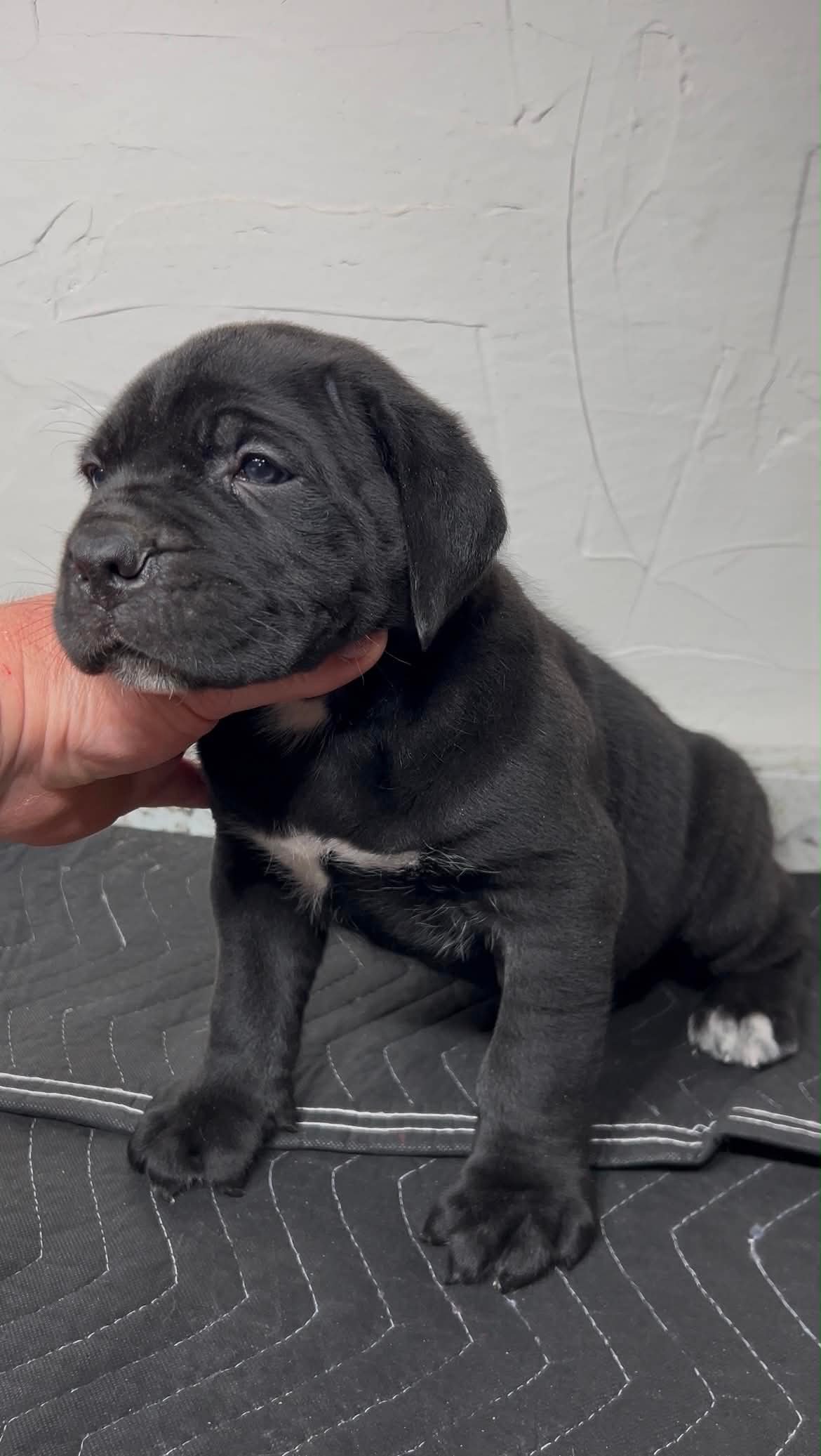 Black Cane Corso puppy meeting the world